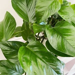 Meet your Posher, Janet